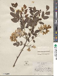 Robinia hispida var. rosea image