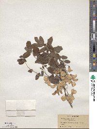 Robinia hispida var. rosea image