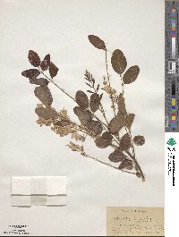 Robinia hispida image