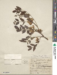 Robinia hispida image