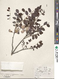 Robinia hispida image