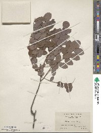 Robinia hispida image