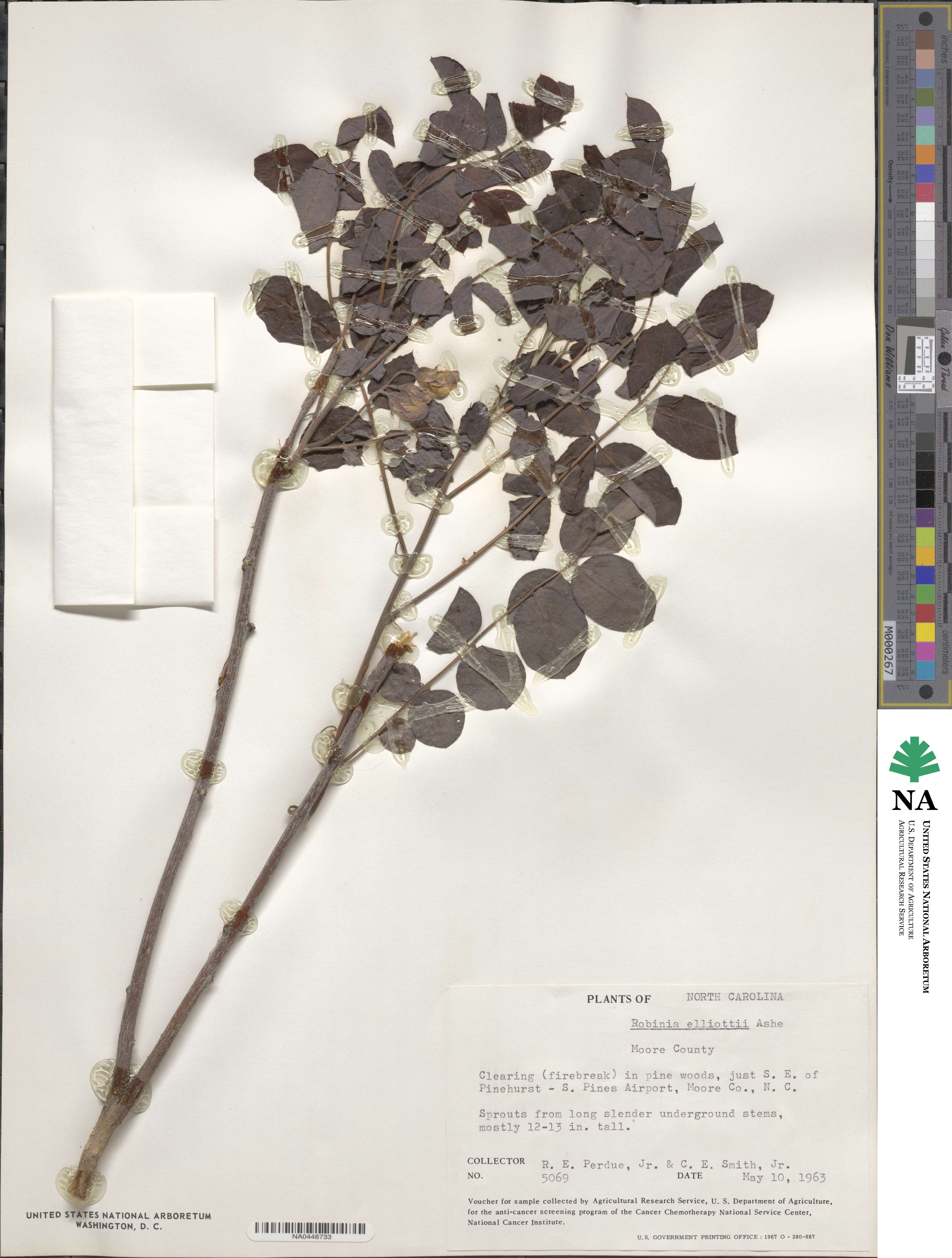 Robinia hispida var. nana image