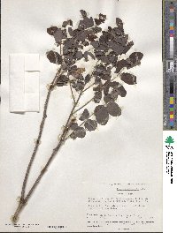 Robinia hispida var. nana image