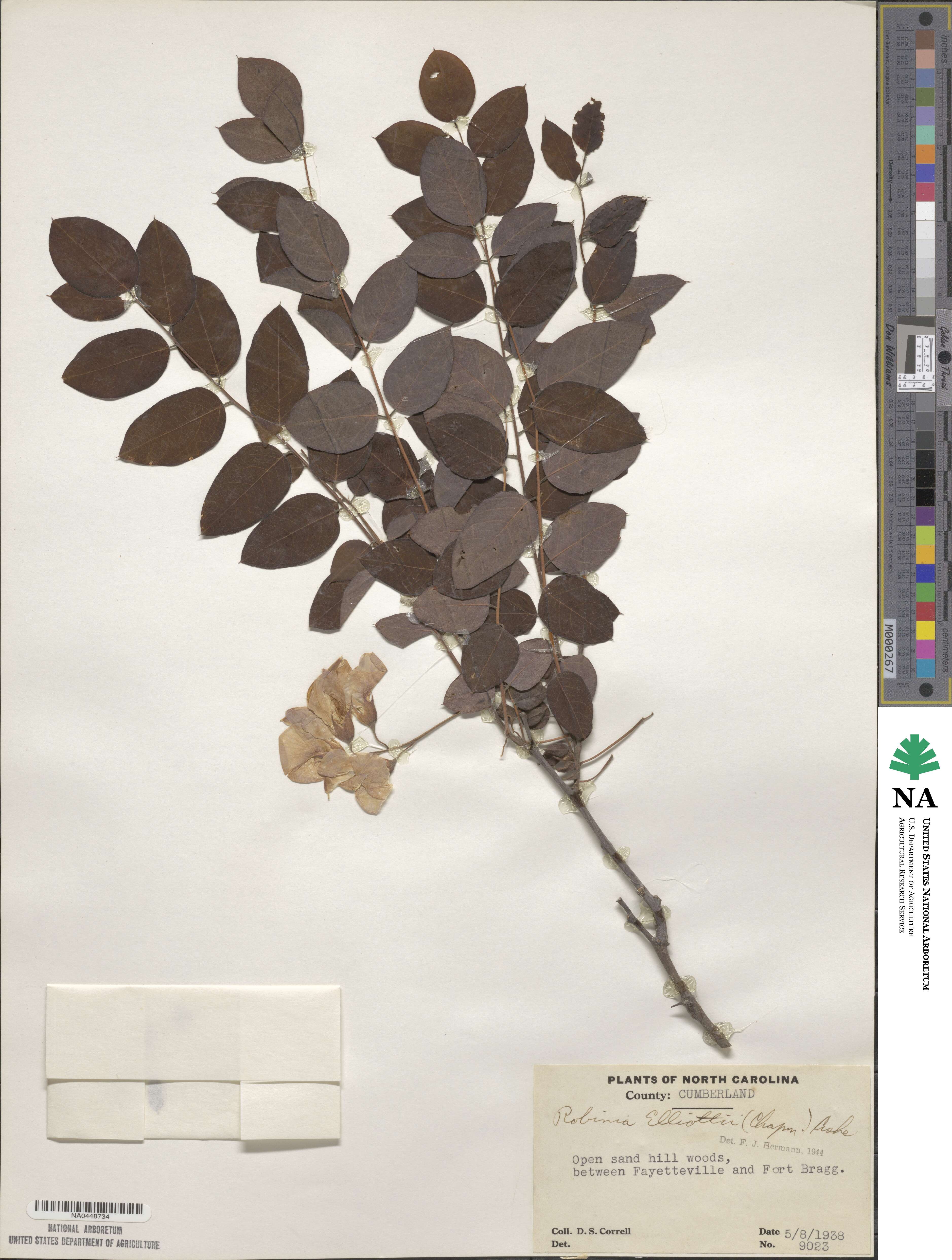Robinia hispida var. nana image