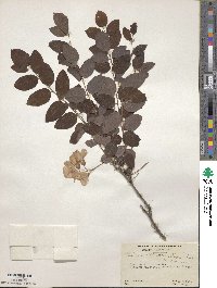 Robinia hispida image