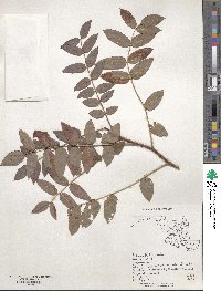 Robinia hispida var. fertilis image