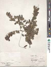 Robinia viscosa image