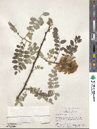 Robinia viscosa image