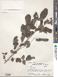 Robinia hispida image