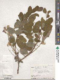 Robinia hispida image