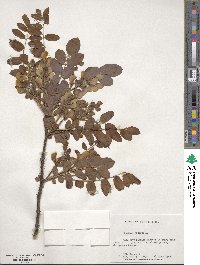 Robinia hispida image