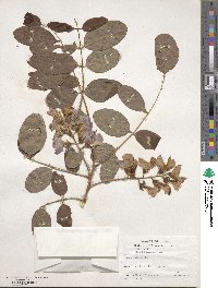 Robinia hispida image