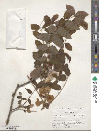 Robinia hispida image