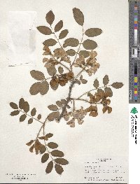 Robinia hispida image