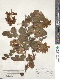 Robinia hispida image