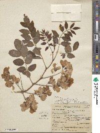 Robinia hispida image