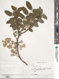 Robinia hispida image