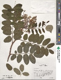 Robinia hispida image