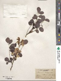 Robinia hispida image