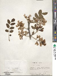 Robinia hispida image