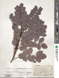 Robinia hispida image