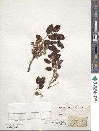 Robinia hispida image