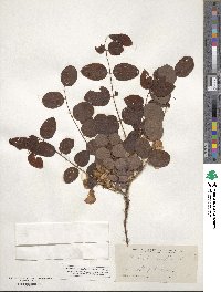 Robinia hispida image