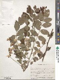 Robinia hispida image