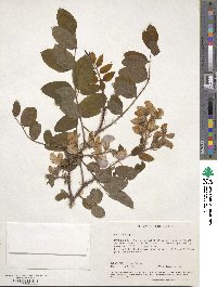 Robinia hispida image