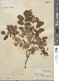 Robinia hispida image