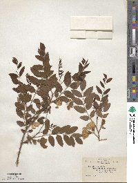 Robinia hispida image