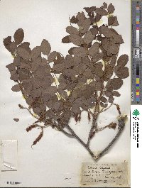 Robinia hispida image