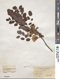 Robinia hispida image