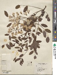 Robinia hispida image