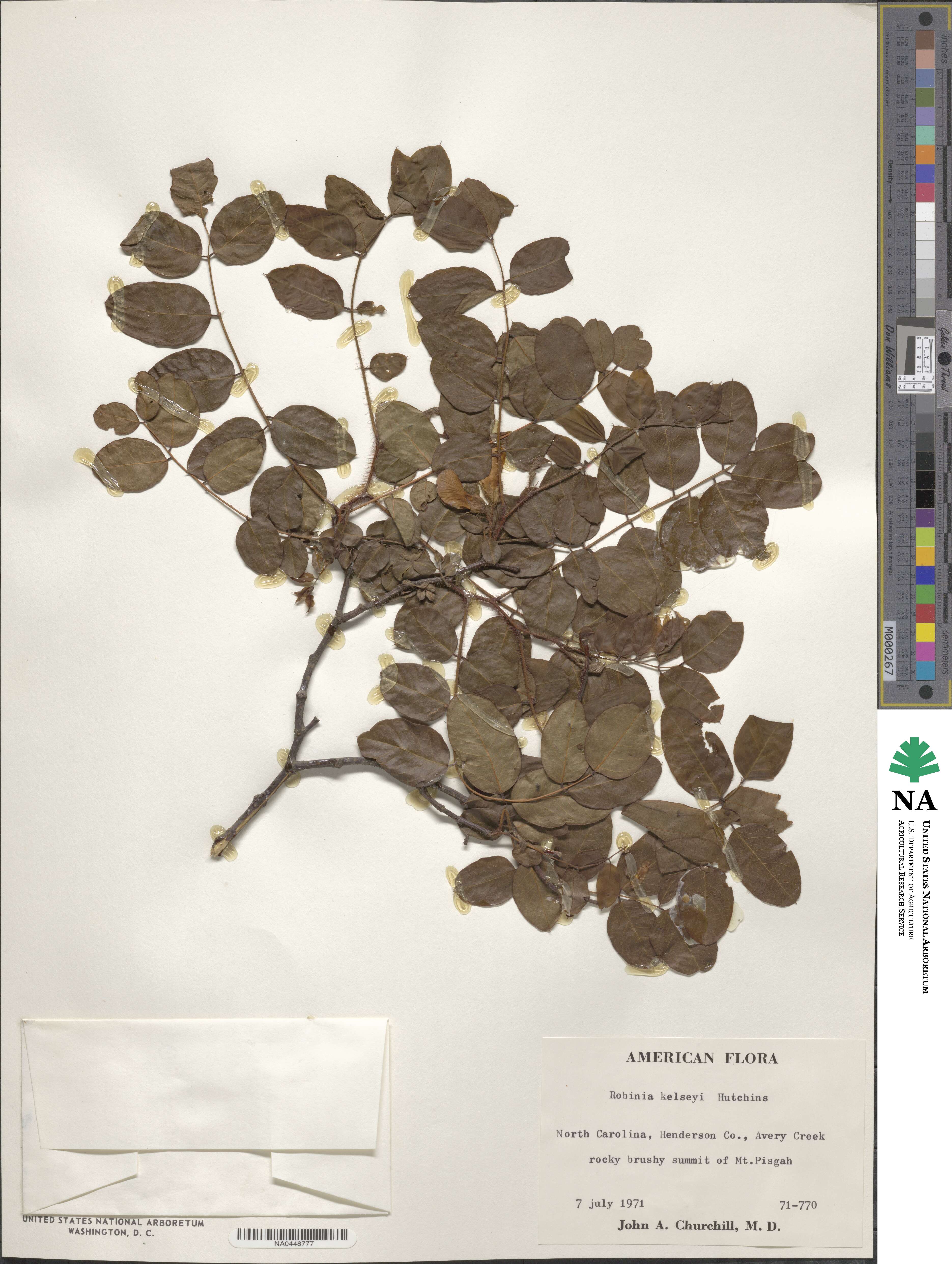Robinia hispida image