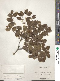 Robinia hispida image