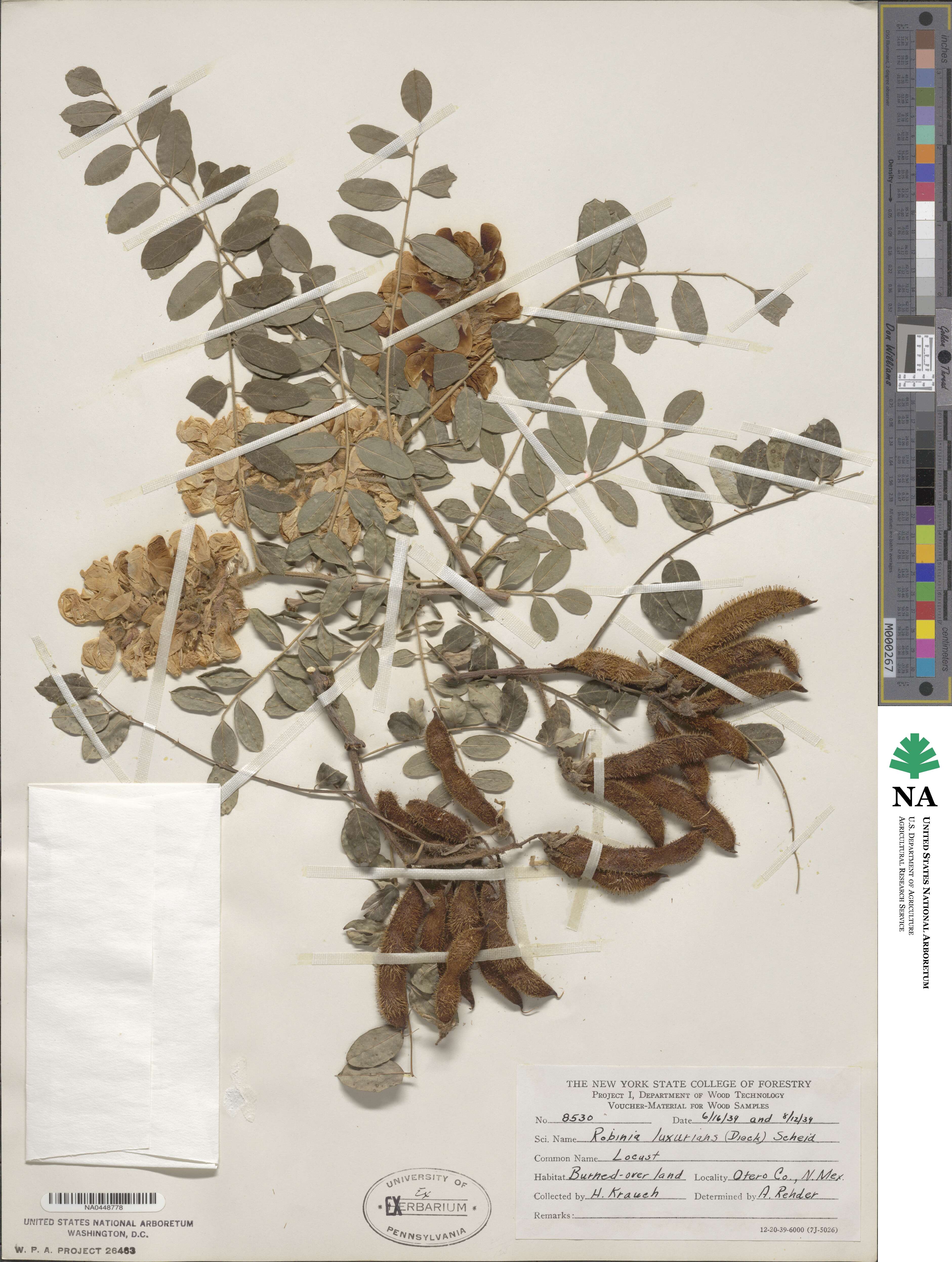 Robinia neomexicana var. neomexicana image