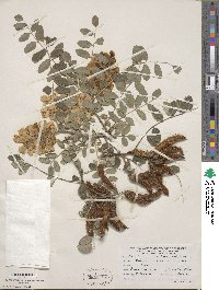 Robinia neomexicana image