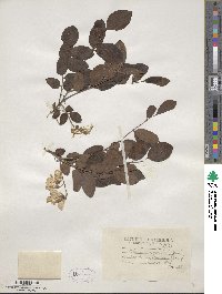 Robinia hispida image