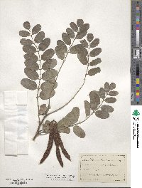 Robinia neomexicana image