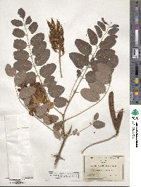 Robinia neomexicana image