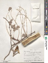 Robinia neomexicana image