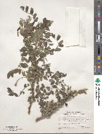 Robinia neomexicana image