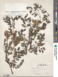 Robinia neomexicana image