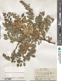 Robinia neomexicana image