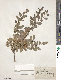 Robinia neomexicana image