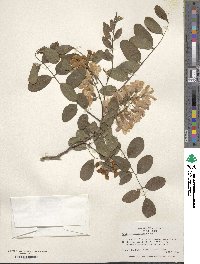 Robinia neomexicana image