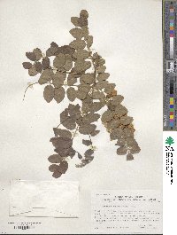 Robinia neomexicana image