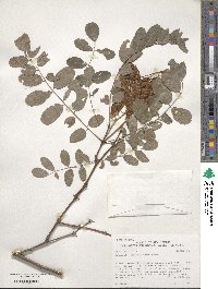 Robinia neomexicana image